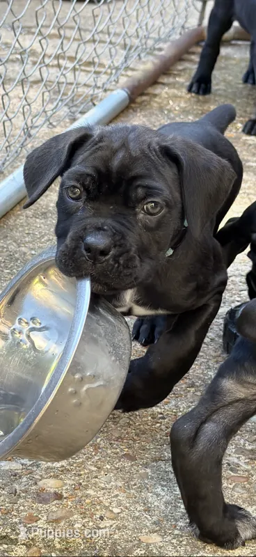 Castlerock Cane Corso Female (Sky) – Cane Corso puppy for sale in Suffolk, VA
