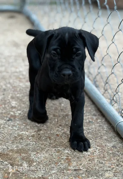 Castlerock Cane Corso Female (Pink) – Cane Corso puppy for sale in Suffolk, VA
