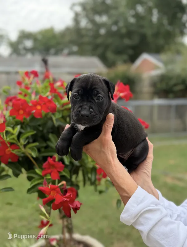 Castlerock Cane Corso Female (Royal Blue) – Cane Corso puppy for sale in Suffolk, VA