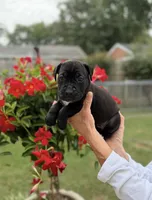 Castlerock Cane Corso Female (Royal Blue), a female Cane Corso for sale in Suffolk, VA – 1 of 3