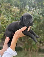 Castlerock Cane Corso Male (Orange), a male Cane Corso for sale in Suffolk, VA – 2 of 3