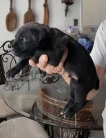 Castlerock Cane Corso Male (1), a male Cane Corso for sale in Suffolk, VA – 3 of 4