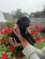 Castlerock Cane Corso Female (Yellow), a female Cane Corso for sale in Suffolk, VA – 2 of 3