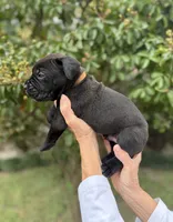 Castlerock Cane Corso Male (Brown), a male Cane Corso for sale in Suffolk, VA – 2 of 3
