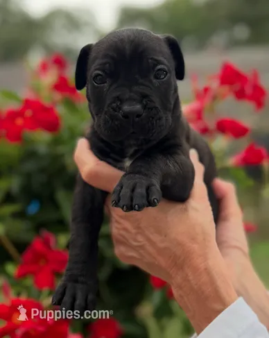 Castlerock Cane Corso Female (Magenta) – Cane Corso puppy for sale in Suffolk, VA