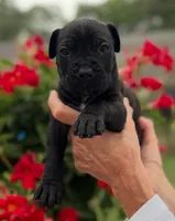 Castlerock Cane Corso Female (Magenta), a female Cane Corso for sale in Suffolk, VA – 1 of 3