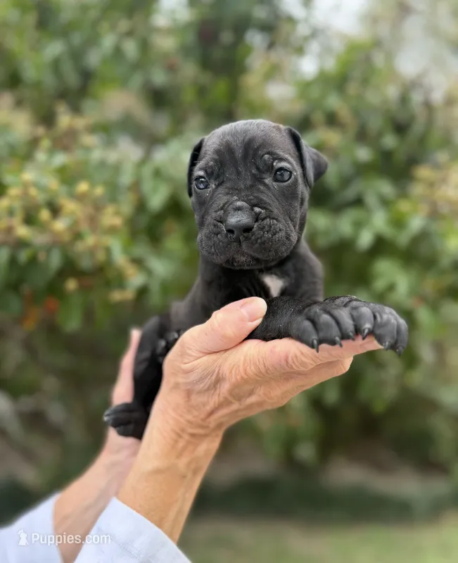 Castlerock Cane Corso Male (Grey) – Cane Corso puppy for sale in Suffolk, VA