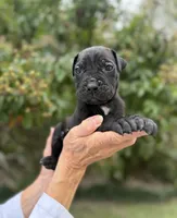 Castlerock Cane Corso Male (Grey), a male Cane Corso for sale in Suffolk, VA – 1 of 3