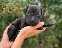 Castlerock Cane Corso Male (Green), a male Cane Corso for sale in Suffolk, VA – 2 of 3