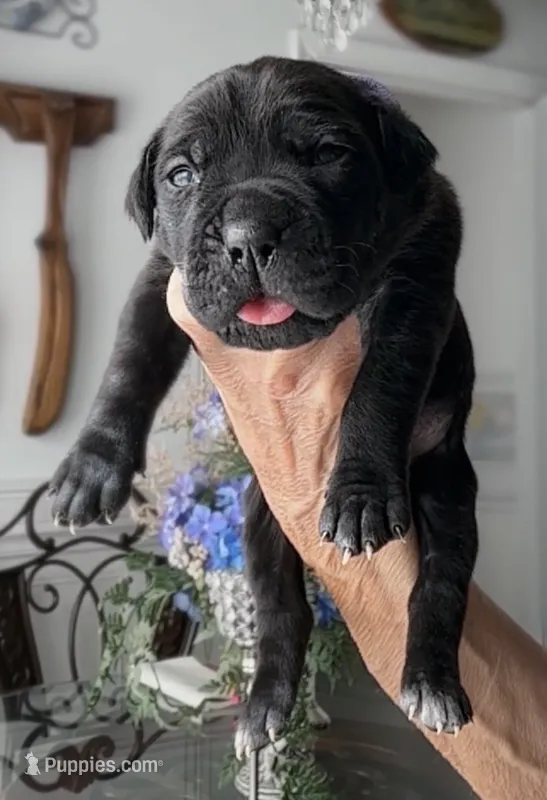 Castlerock Cane Corso Female (1) – Cane Corso puppy for sale in Suffolk, VA