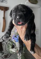 Castlerock Cane Corso Female (1), a female Cane Corso for sale in Suffolk, VA – 1 of 3