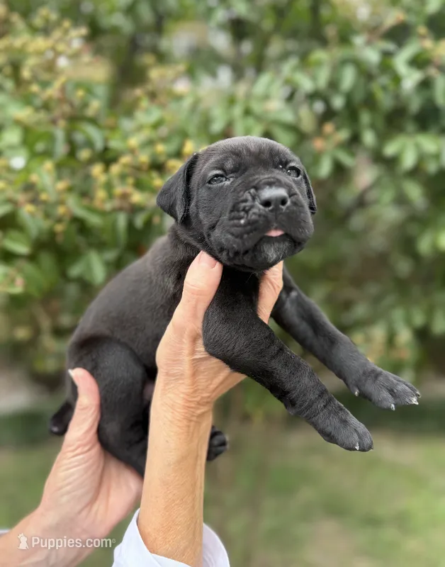 Castlerock Cane Corso Male (Brown) – Cane Corso puppy for sale in Suffolk, VA