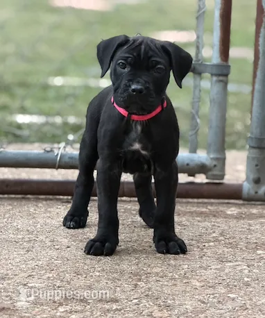Castlerock Cane Corso Female (Magenta) – Cane Corso puppy for sale in Suffolk, VA