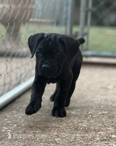 Castlerock Cane Corso Female (Yellow) – Cane Corso puppy for sale in Suffolk, VA