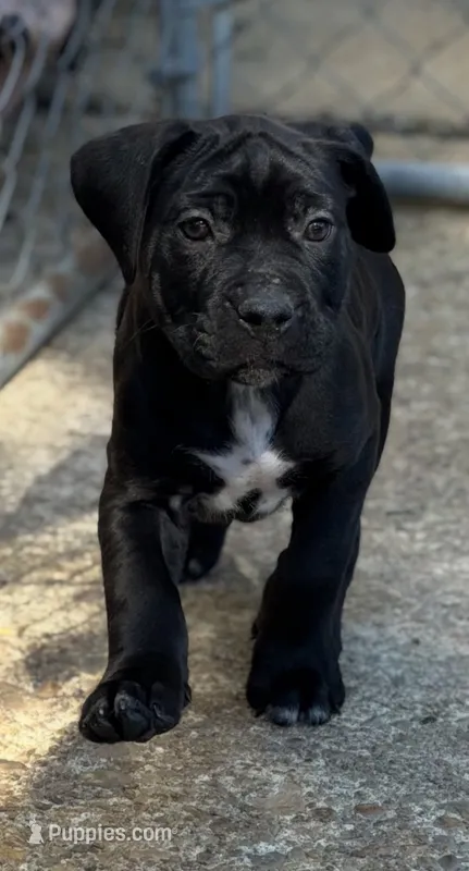 Castlerock Cane Corso Female (Royal Blue) – Cane Corso puppy for sale in Suffolk, VA