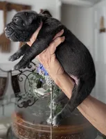 Castlerock Cane Corso Female (1), a female Cane Corso for sale in Suffolk, VA – 2 of 3