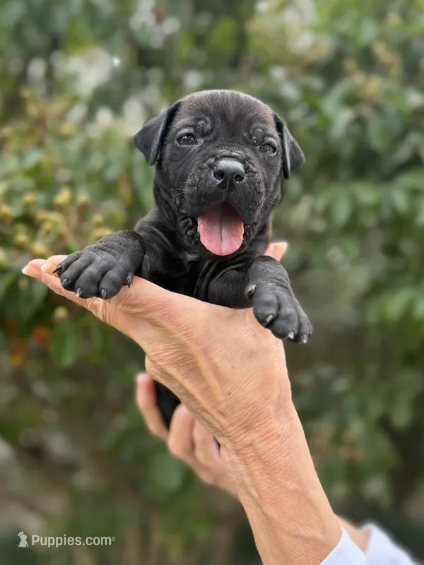 Castlerock Cane Corso Male (Green) – Cane Corso puppy for sale in Suffolk, VA