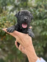 Castlerock Cane Corso Male (Green), a male Cane Corso for sale in Suffolk, VA – 1 of 3