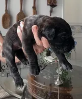 Castlerock Cane Corso Male (1), a male Cane Corso for sale in Suffolk, VA – 2 of 4