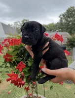 Castlerock Cane Corso Female (White), a female Cane Corso for sale in Suffolk, VA – 2 of 3