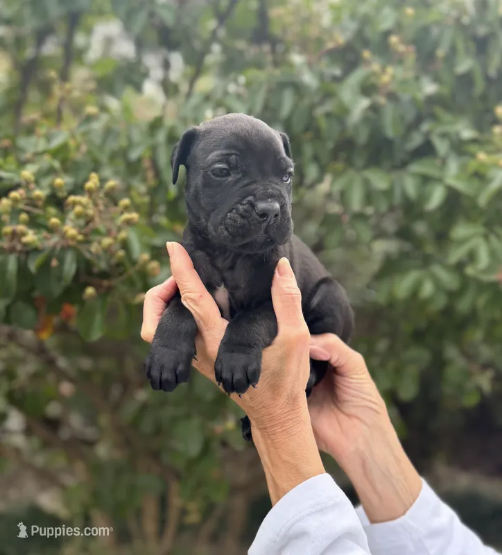 Castlerock Cane Corso Male (Orange) – Cane Corso puppy for sale in Suffolk, VA