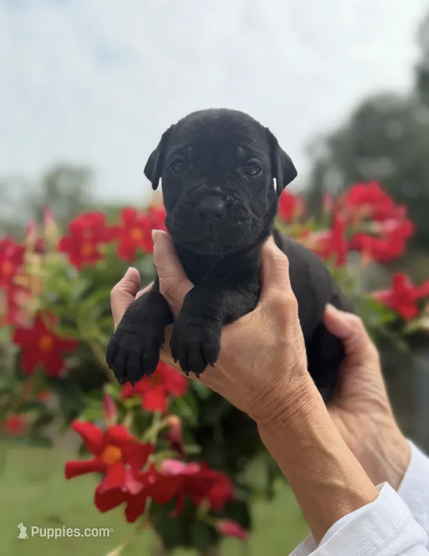 Castlerock Cane Corso Female (Pink) – Cane Corso puppy for sale in Suffolk, VA