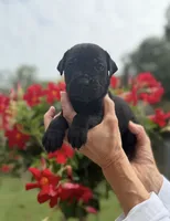 Castlerock Cane Corso Female (Pink), a female Cane Corso for sale in Suffolk, VA – 1 of 3
