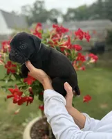 Castlerock Cane Corso Female (Royal Blue), a female Cane Corso for sale in Suffolk, VA – 2 of 3