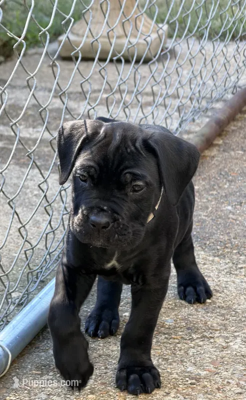 Castlerock Cane Corso Female (White) – Cane Corso puppy for sale in Suffolk, VA