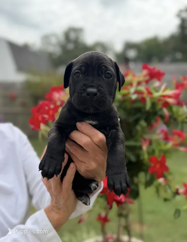 Castlerock Cane Corso Female (Purple) – Cane Corso puppy for sale in Suffolk, VA