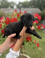 Castlerock Cane Corso Female (Pink), a female Cane Corso for sale in Suffolk, VA – 2 of 3