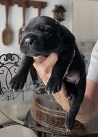 Castlerock Cane Corso Male (1), a male Cane Corso for sale in Suffolk, VA – 1 of 4