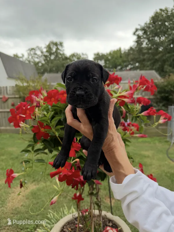 Castlerock Cane Corso Female (White) – Cane Corso puppy for sale in Suffolk, VA