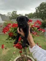 Castlerock Cane Corso Female (White), a female Cane Corso for sale in Suffolk, VA – 1 of 3