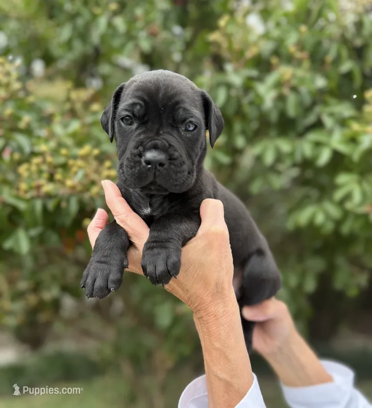 Castlerock Cane Corso Male (Black) – Cane Corso puppy for sale in Suffolk, VA