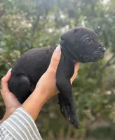 Castlerock Cane Corso Male (Grey), a male Cane Corso for sale in Suffolk, VA – 2 of 3