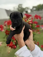 Castlerock Cane Corso Female (Magenta), a female Cane Corso for sale in Suffolk, VA – 2 of 3