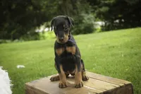 Elowen - AKC, health tested lines, a female Doberman Pinscher for sale in Milford, IN – 6 of 8