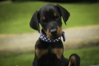 Malcolm - AKC, Health tested lines, a male Doberman Pinscher for sale in Milford, IN – 2 of 8