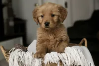 Stetson- AKC, a male Golden Retriever for sale in Milford, IN – Photo 1 of 10