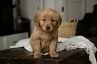 Stetson- AKC, a male Golden Retriever for sale in Milford, IN – Photo 7 of 10
