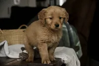 Stetson- AKC, a male Golden Retriever for sale in Milford, IN – Photo 5 of 10