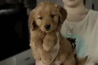 Stetson- AKC, a male Golden Retriever for sale in Milford, IN – Photo 4 of 10