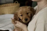 Stetson- AKC, a male Golden Retriever for sale in Milford, IN – Photo 2 of 10