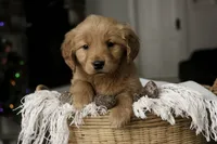 Stetson- AKC, a male Golden Retriever for sale in Milford, IN – Photo 6 of 10