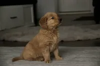 Stetson- AKC, a male Golden Retriever for sale in Milford, IN – Photo 3 of 10