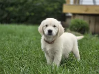 Amelia - AKC , a female English Cream Golden Retriever for sale in Milford, IN – 4 of 5