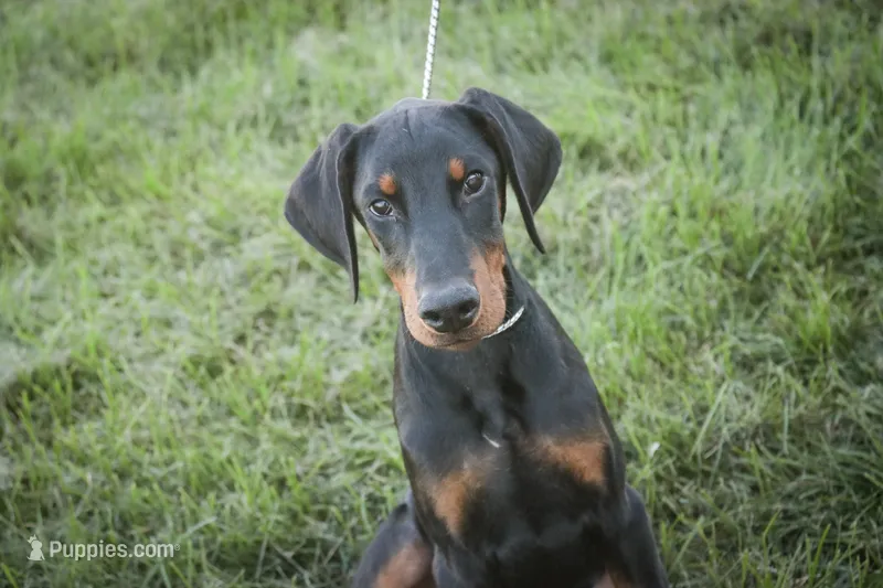 Malcolm - AKC, Health tested lines – Doberman Pinscher puppy for sale in Milford, IN