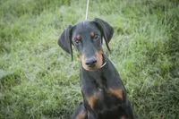 Malcolm - AKC, Health tested lines, a male Doberman Pinscher for sale in Milford, IN – 1 of 8