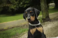 Isadora - AKC, health tested parents, a female Doberman Pinscher for sale in Milford, IN – 5 of 10